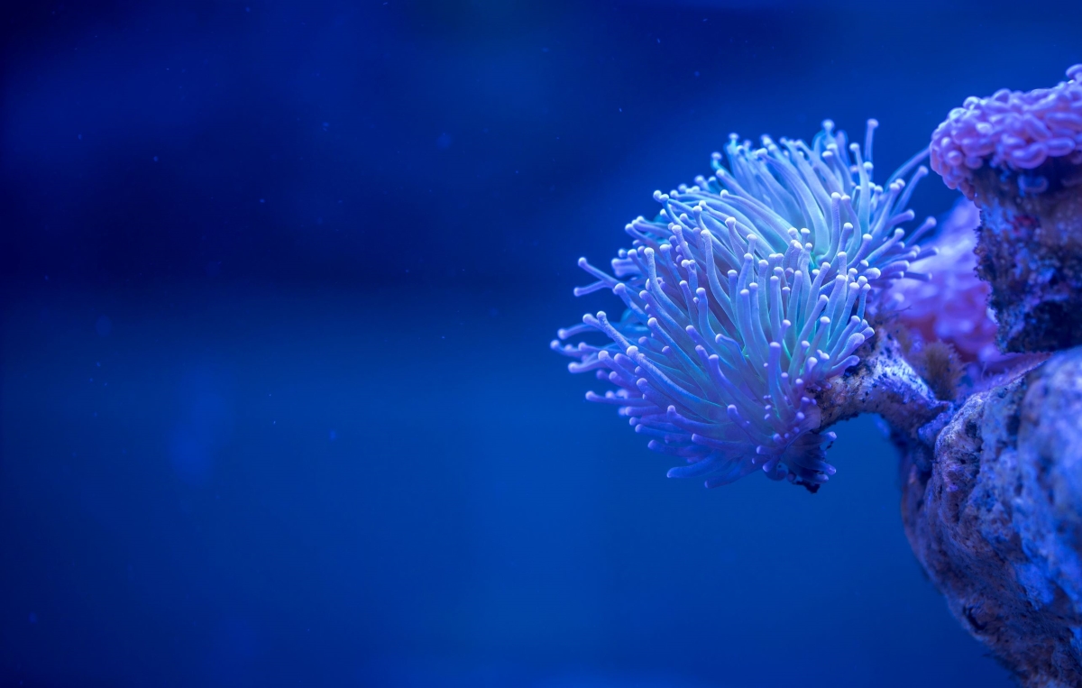 coral on right of image