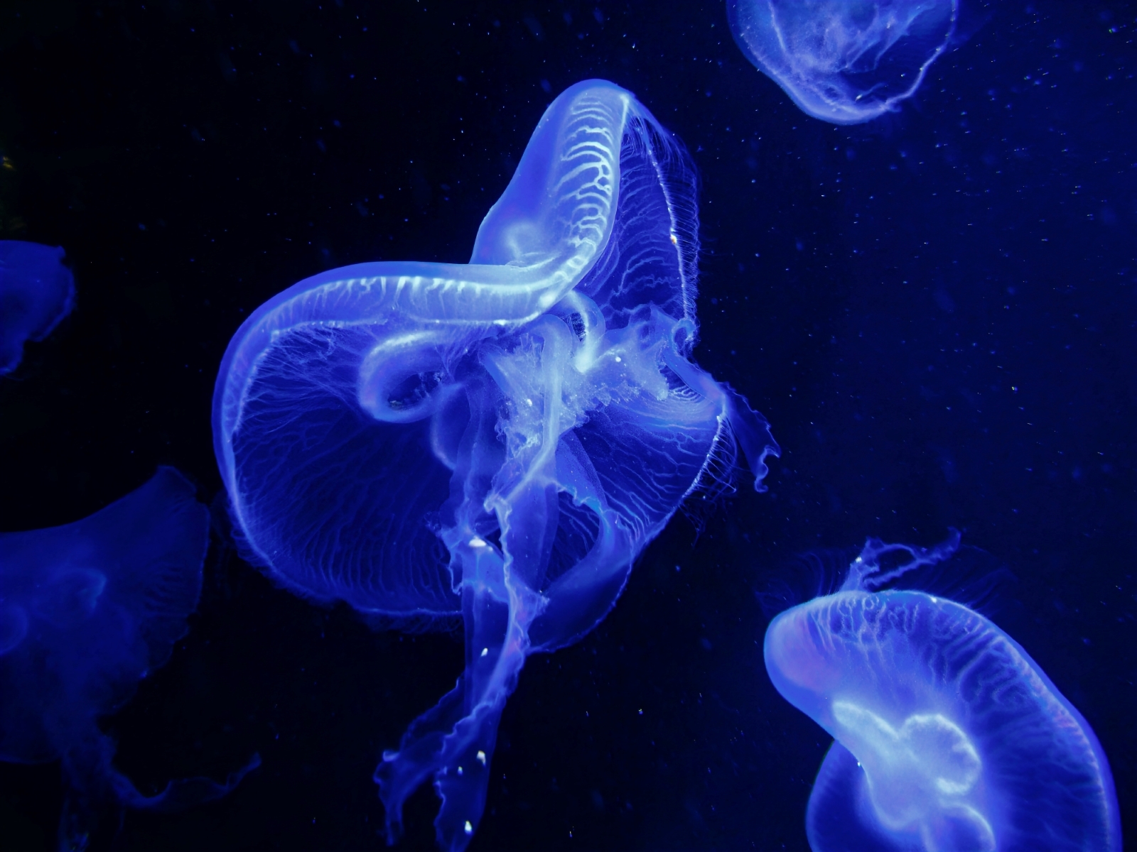 white jellyfish in dark ocean